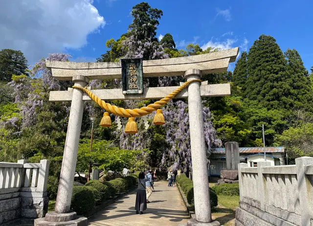 磯部神社 藤の花がキレイすぎ 場所や駐車場を紹介 富山県氷見市 富山暮らし