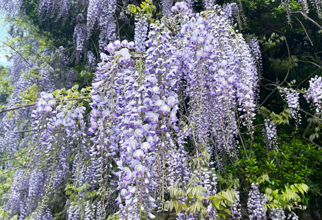 富山県氷見市「磯部神社」の藤の花のアップ