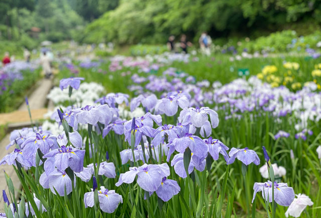 富山県砺波市の「頼成の森 花しょうぶ祭り」の花しょうぶの開花状況