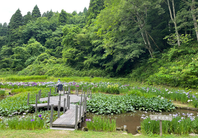 富山県砺波市の「頼成の森 花しょうぶ祭り」の唐草の池