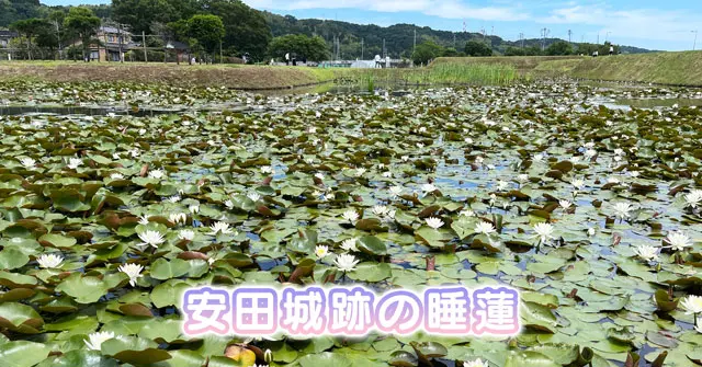安田城跡の睡蓮 朝咲いて夜しぼむスイレンを見てきた 21年が最期 富山暮らし