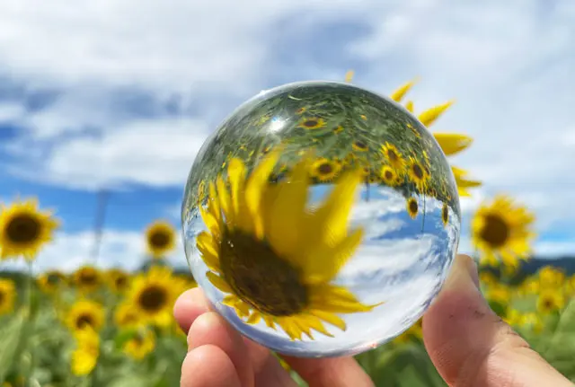 南砺市のひまわり畑】桜ヶ池クアガーデンの向日葵【場所＆駐車場