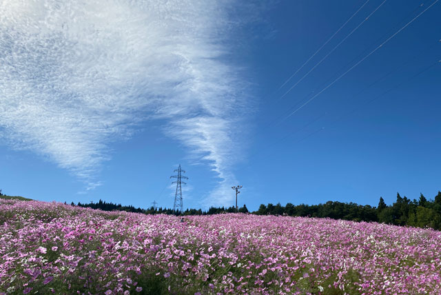 砺波市の夢の平スキー場で開催される「となみ夢の平コスモスウォッチング」広い空の開放感