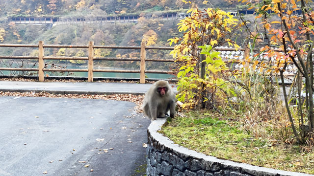 富山県黒部市の日帰り天然温泉とちの湯の無料駐車場の猿(アップ)