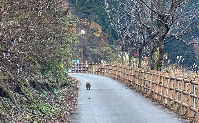 富山県黒部市の日帰り天然温泉とちの湯までの道路にいた猿