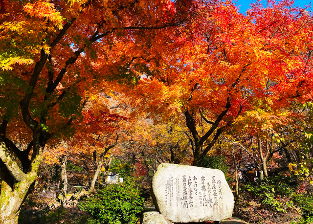 富山県黒部市宇奈月温泉街のうなずき公園の紅葉