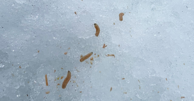 長野県霊仙寺湖での氷上ワカサギ釣りの餌