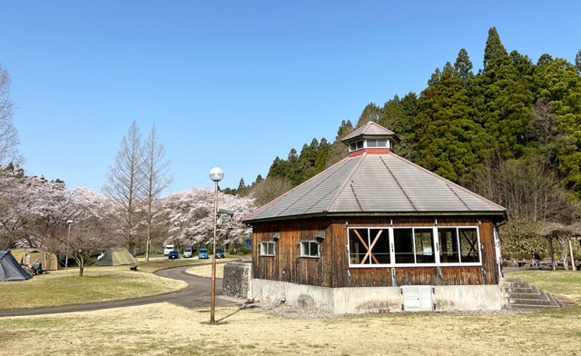 富山県南砺市の安居緑地広場キャンプ場の桜