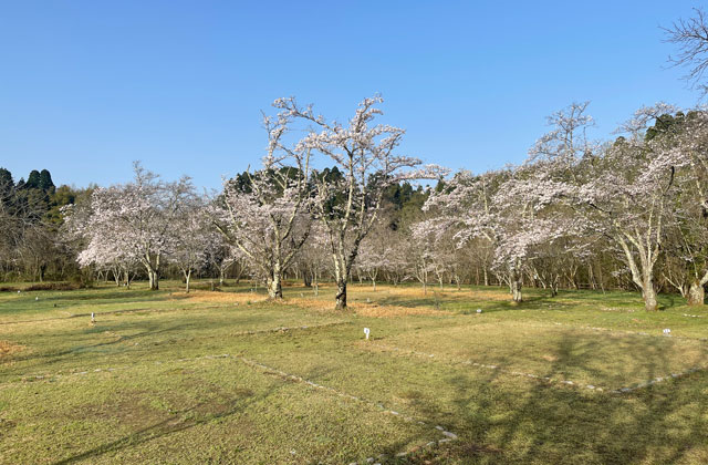 富山県砺波市の上和田緑地キャンプ場の芝生サイト区画