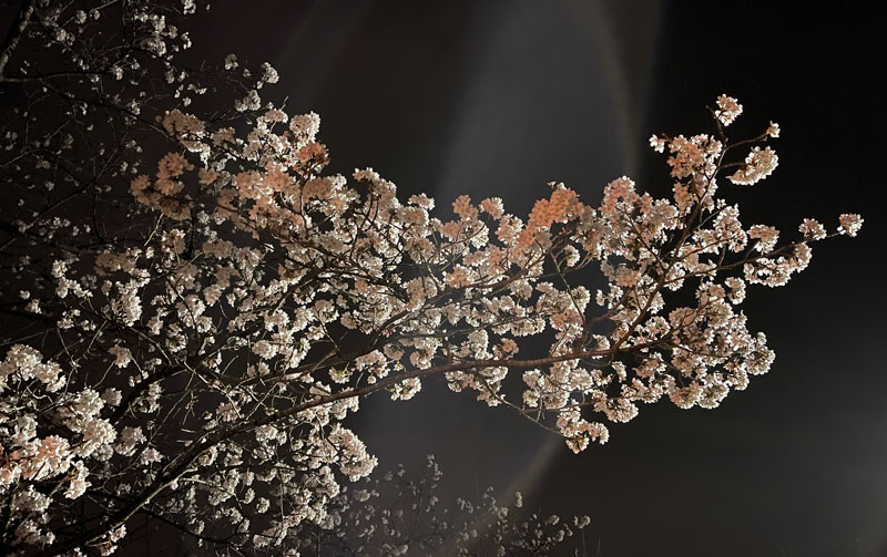 富山県砺波市の上和田緑地キャンプ場の夜桜花見