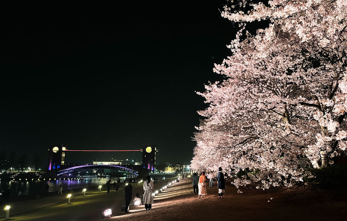 環水公園の桜と世界一のスターバックス