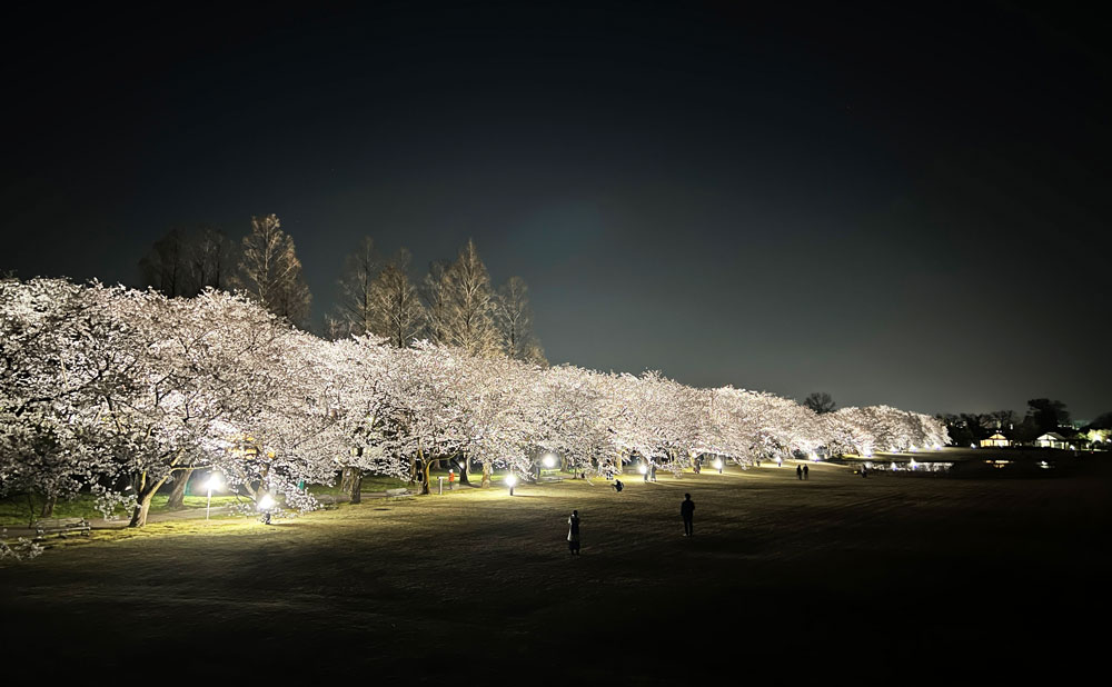 富山県中央植物園の夜桜の並木