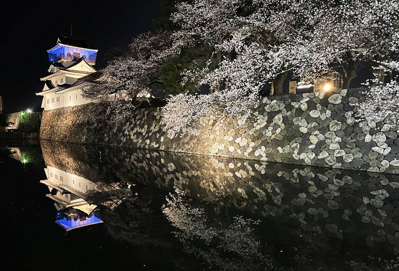 富山城跡の夜桜ライトアップ