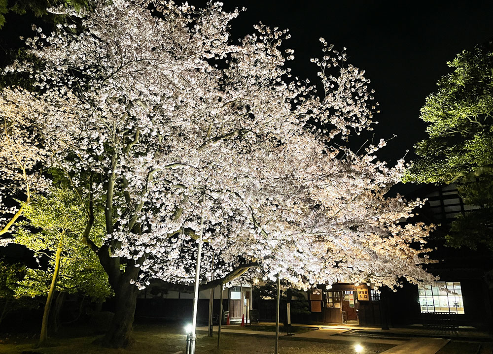 内山邸ソメイヨシノの迫力満点の夜桜ライトアップ