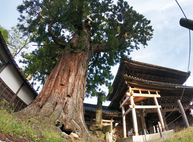 富山県南砺市城端の善徳寺の大木