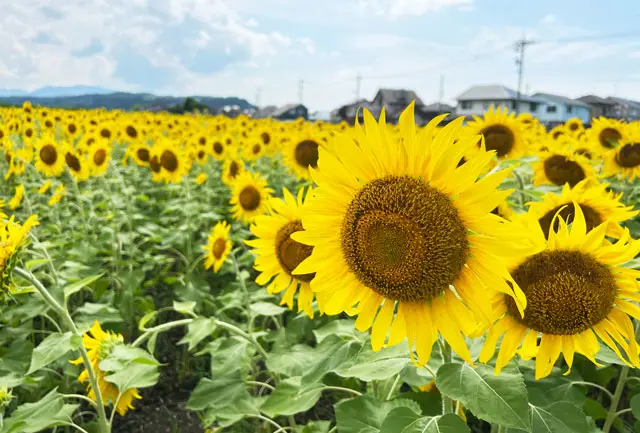 富山県のひまわり畑7選】夏限定のキレイな向日葵を見よう！ | とやま暮らし