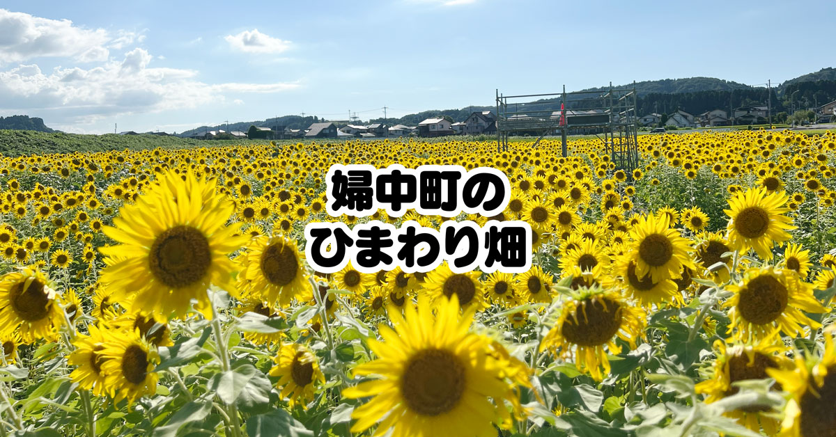 【県内最大級】富山市婦中町のひまわり畑！場所・駐車場・見頃を紹介