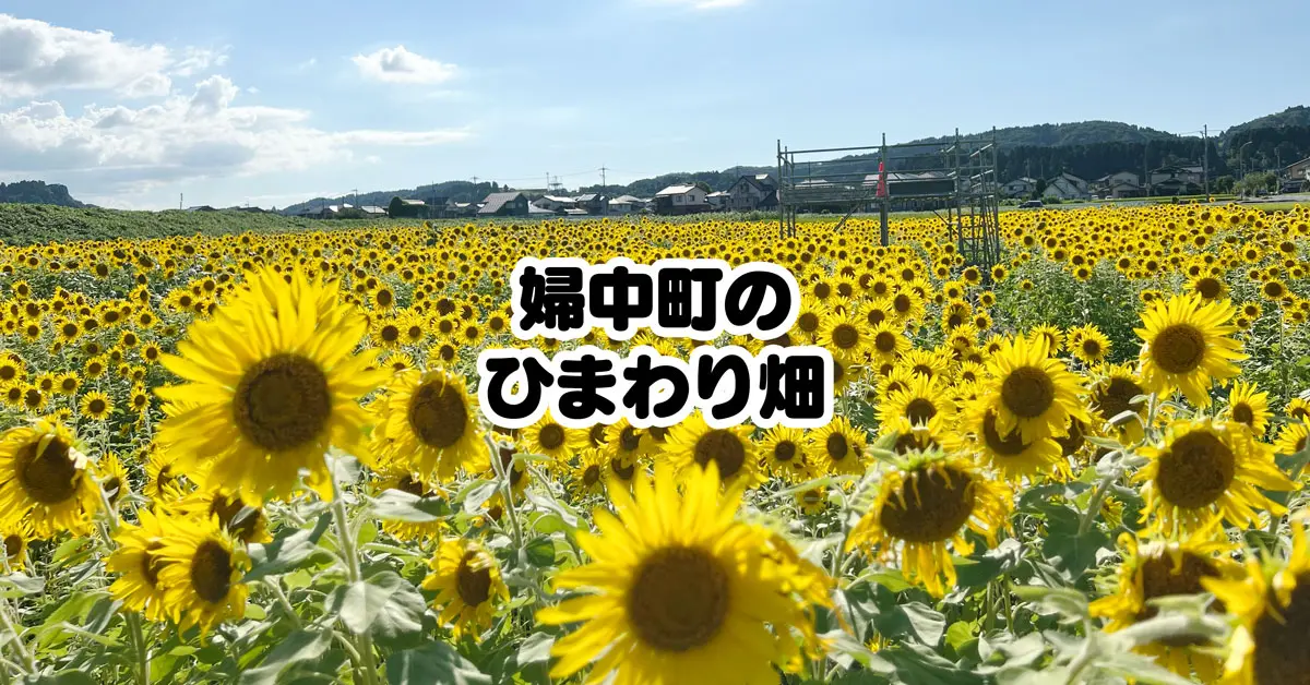 県内最大級】富山市婦中町のひまわり畑！場所・駐車場・見頃を紹介