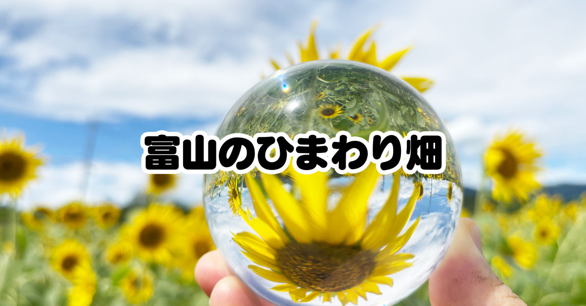 【富山のひまわりスポットまとめ】夏限定のキレイな向日葵を見よう！